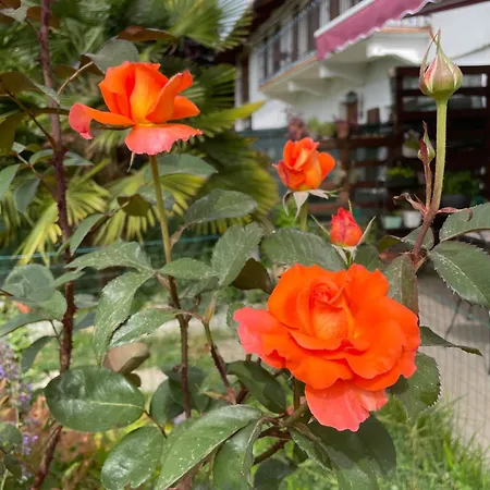 לינה וארוחת בוקר Cascina Dei Levrieri Capriglio