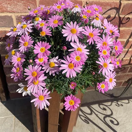 לינה וארוחת בוקר Cascina Dei Levrieri 4*