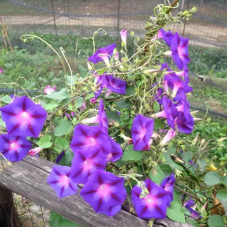 Cascina Dei Levrieri Nocleg ze śniadaniem Capriglio