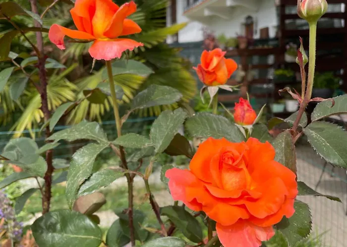 Bed & Breakfast Cascina Dei Levrieri Capriglio